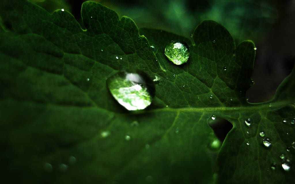 macro droplets wallpaper by denkyo