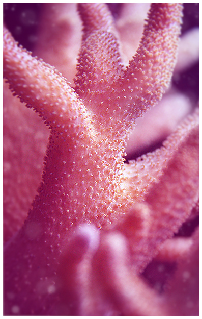 delicate detail by denkyo