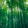 The Bamboo Grove