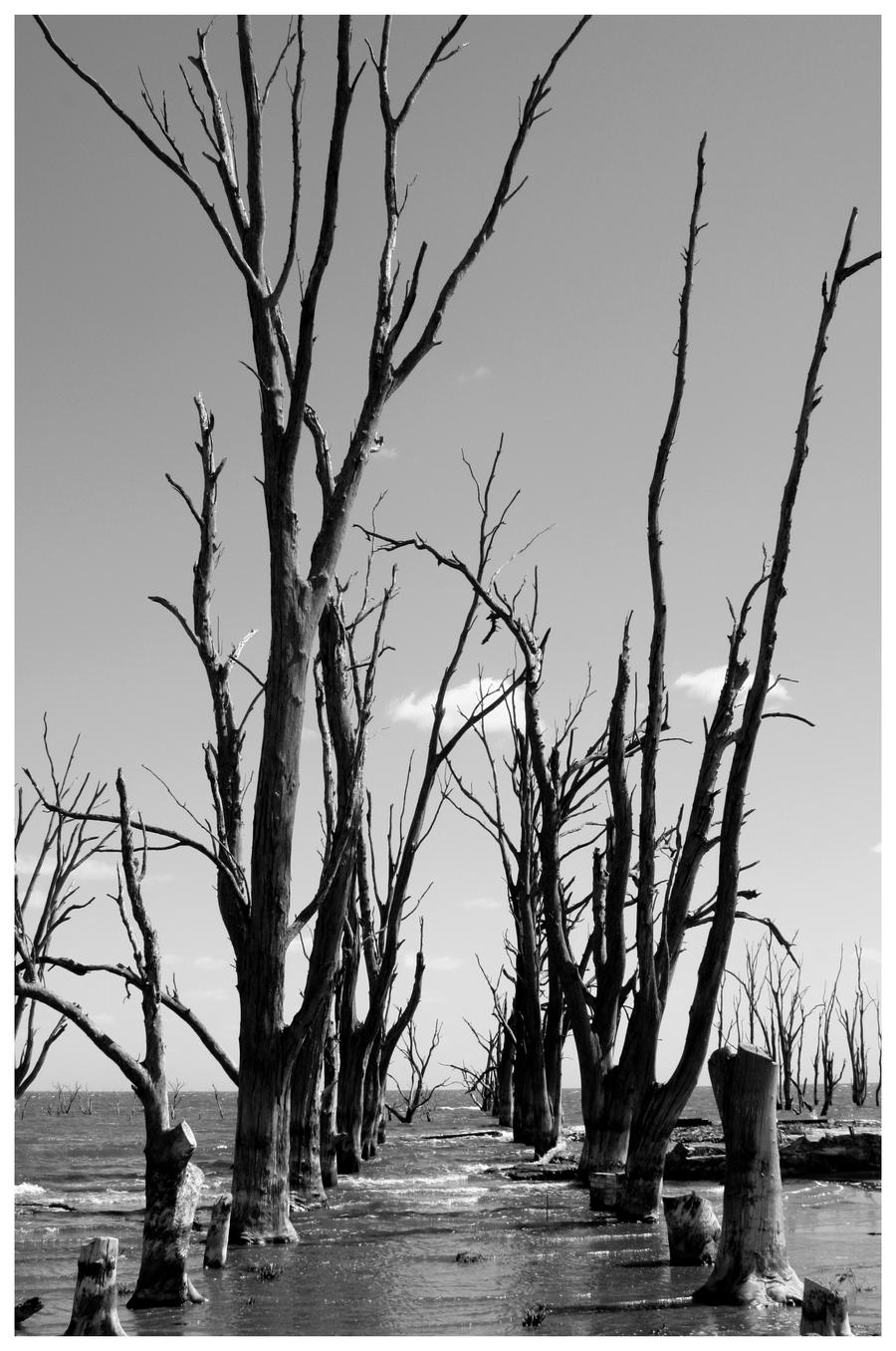 dead trees corridor in BW