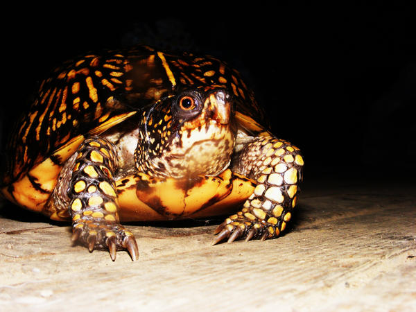 Gimppy the Turtle by ARule05 on DeviantArt