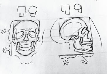 Skull size