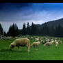 Sheep in Romania vol.1