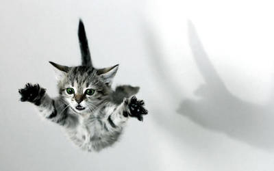 Flying Kitten