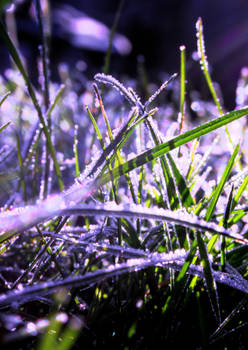 frosty grass