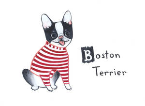 Boston Terrier