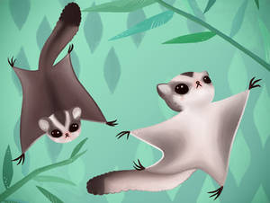 Sugar Gliders