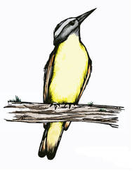 Great Kiskadee