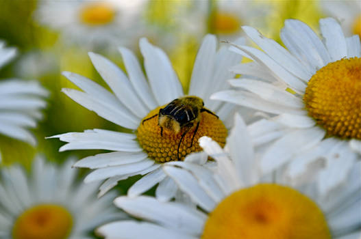 Daisy Enrapture