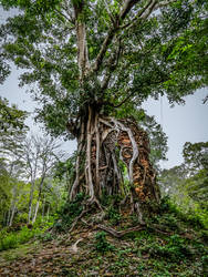 Temple or tree