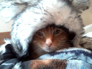 Hat Cave Cat by KittySib Hat Cave Cat by KittySib