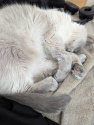 Precious Toe Beans