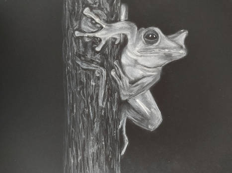 White Charcoal Frog