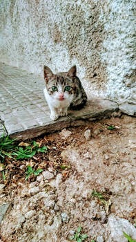 Cat in the alley