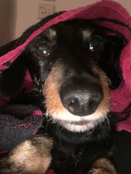 Darth-Schund