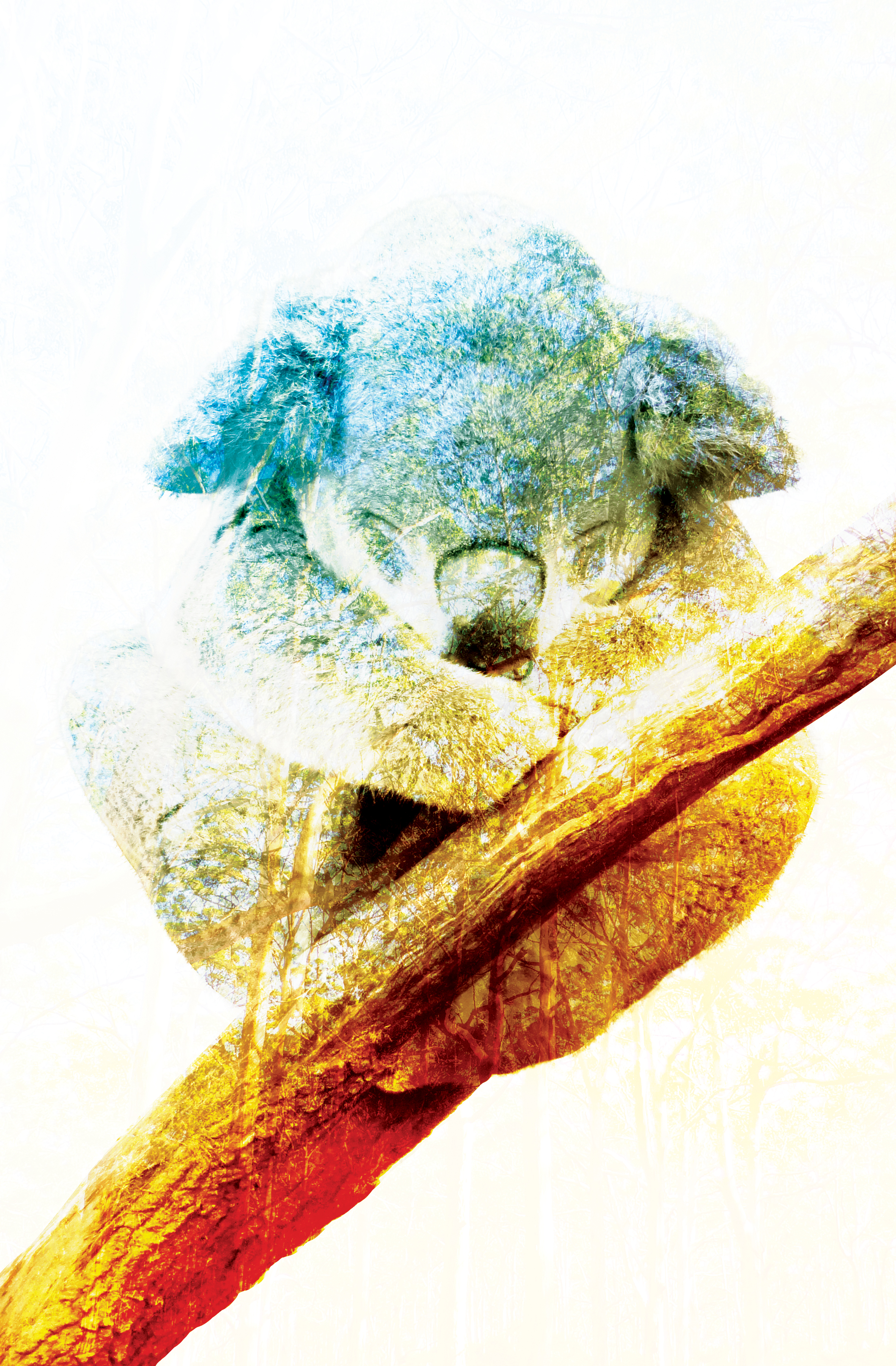 Koala At Peace by 3DPad