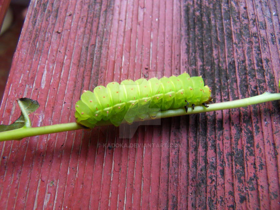 Luna Larva