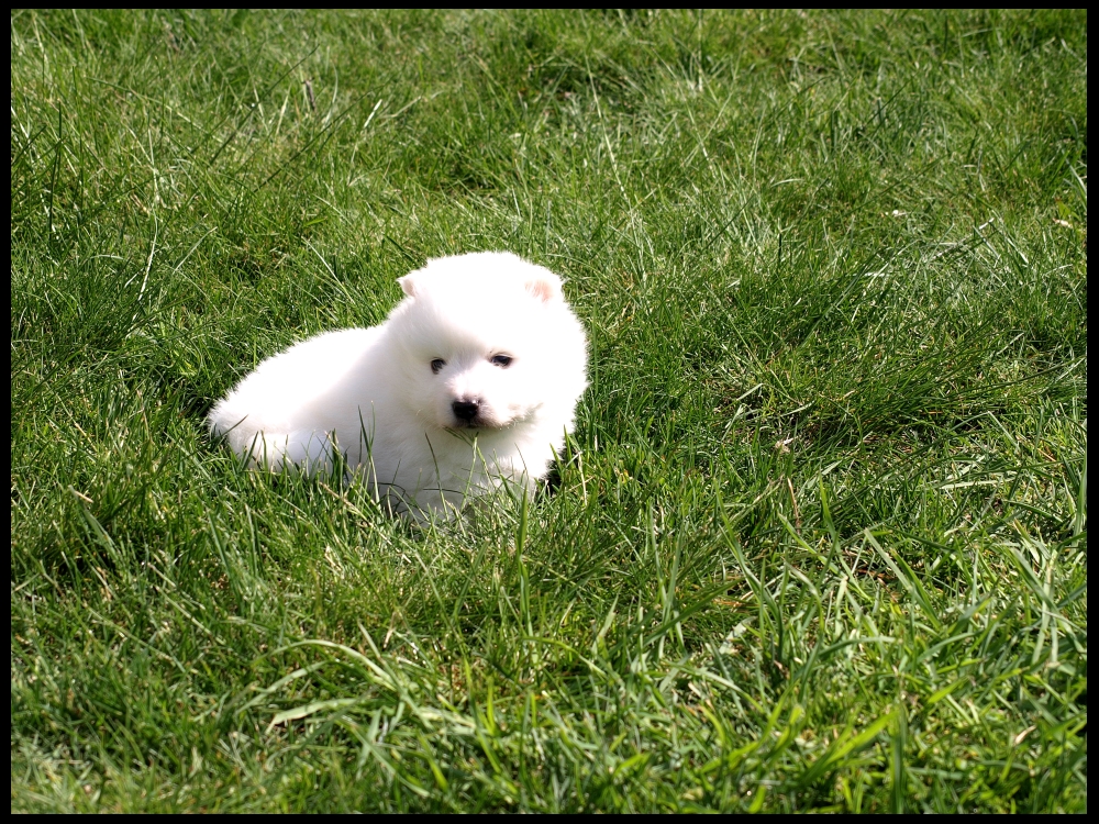 Japanese Spitz Puppy 2