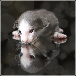 Peterbald Kitten Avatar