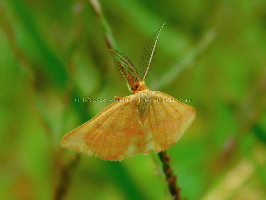 Chickweed Geometer by MothsLantern on DeviantArt