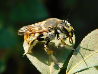 Wool Carder Bee