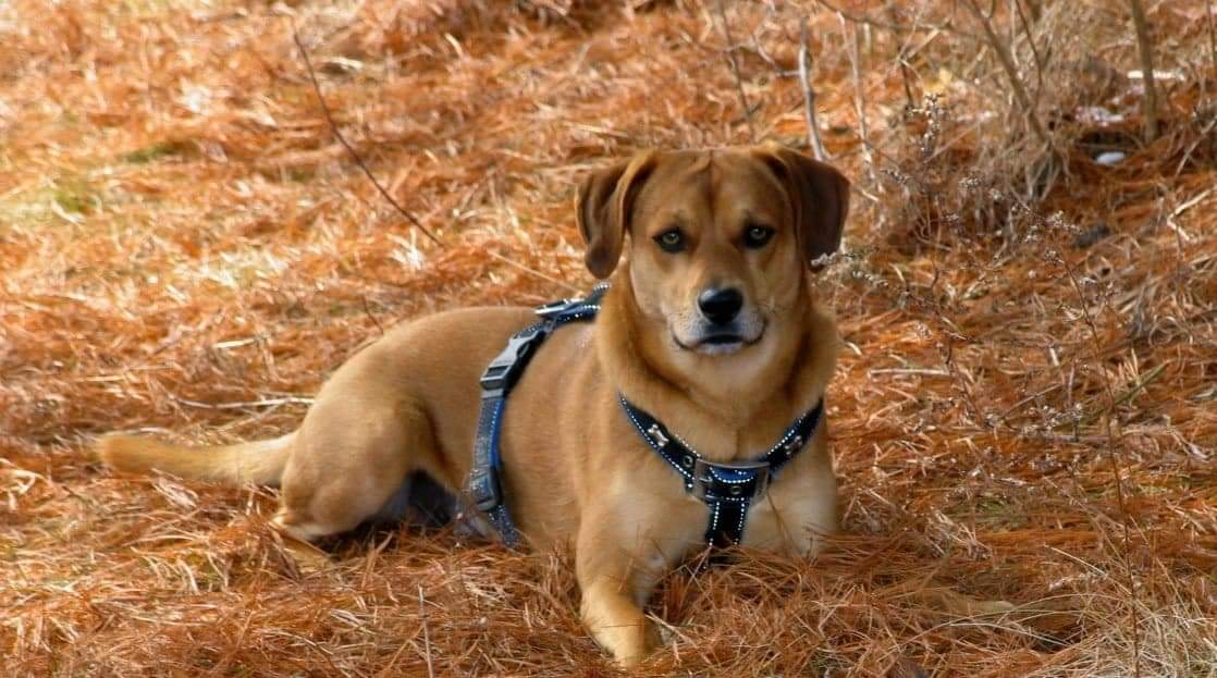 'Buddy' RIP by Inkman666 on DeviantArt