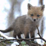 Runt of the Red Fox Litter