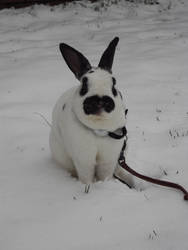 santa bunny