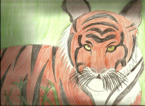 Tiger Drawing 2