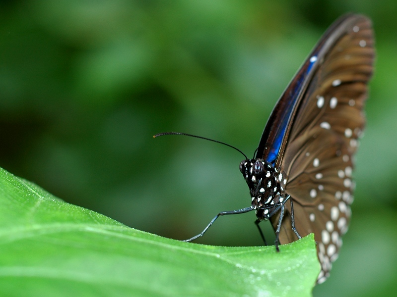 blue butterfly