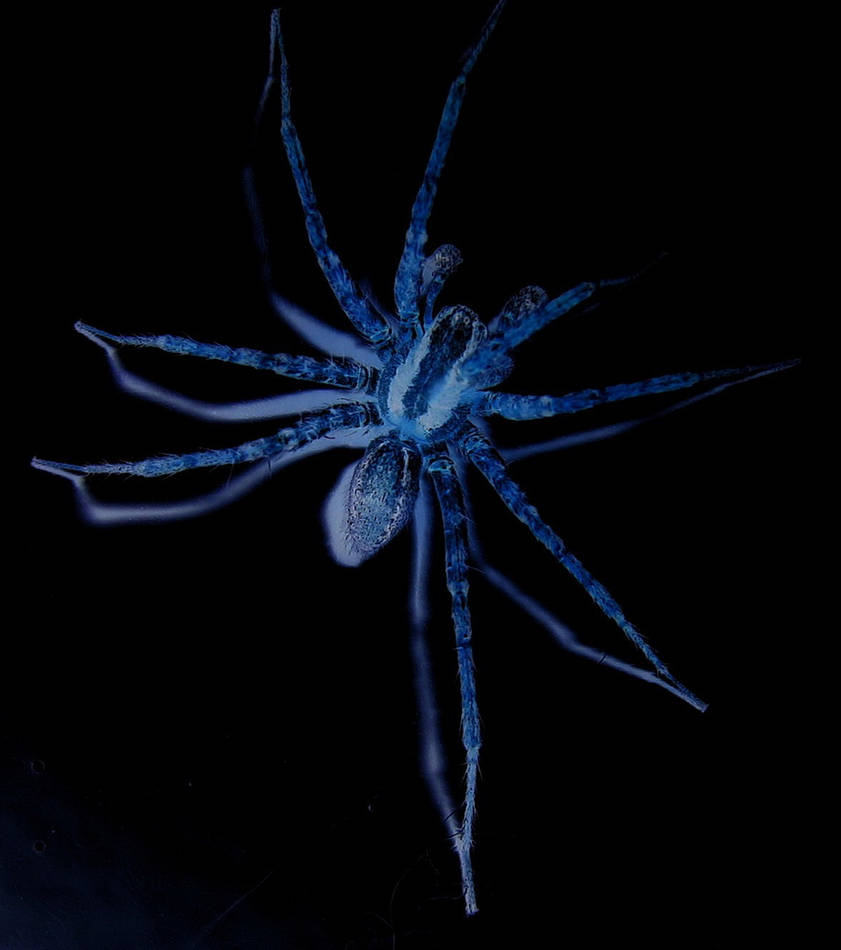 Blue Spider Translucent spider in blue by scottydubya on DeviantArt
