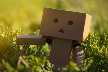 danbo