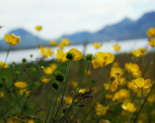 butterflowers