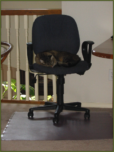 Cat Nap On The Computer Chair