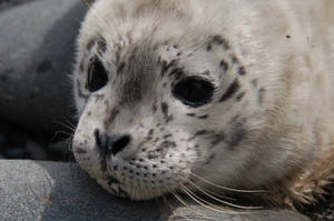 Baby Seal