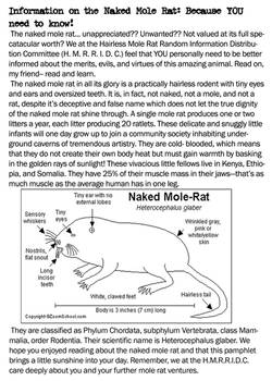 Naked Mole Rat Information