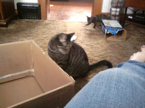 Strypers and Chi Play In Boxes