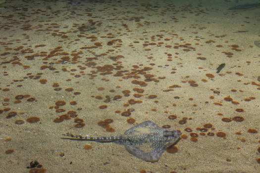 Stingray