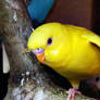 yellow parrot