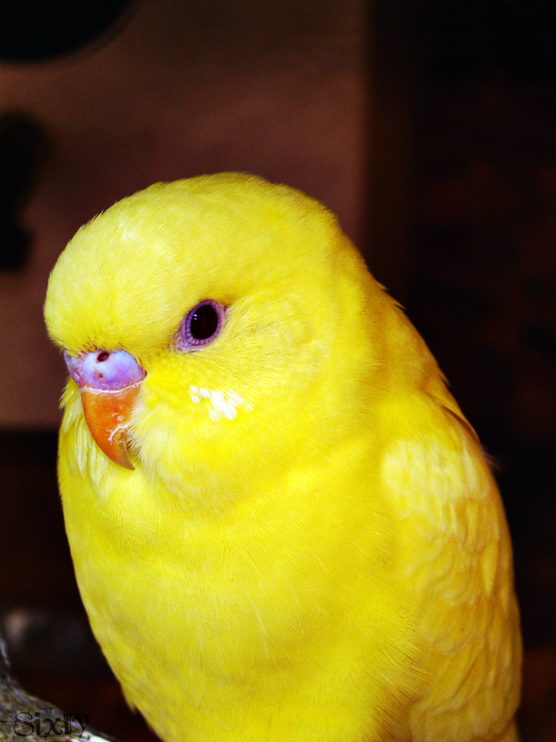 yellow parrot 2