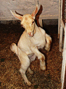 dancing goat