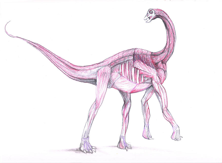 Diplodocus Baby Study