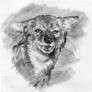 Ethiopian wolf 2