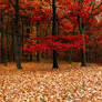 fall forest bg1