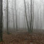 foggy forest3