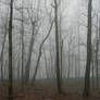 foggy forest bg4