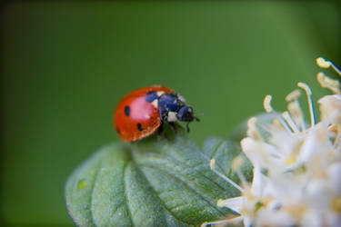 Cute first spring ladybug