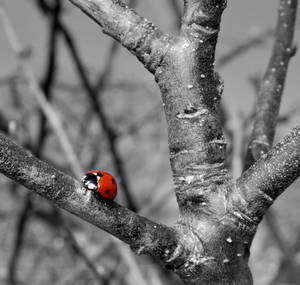 Red and Black