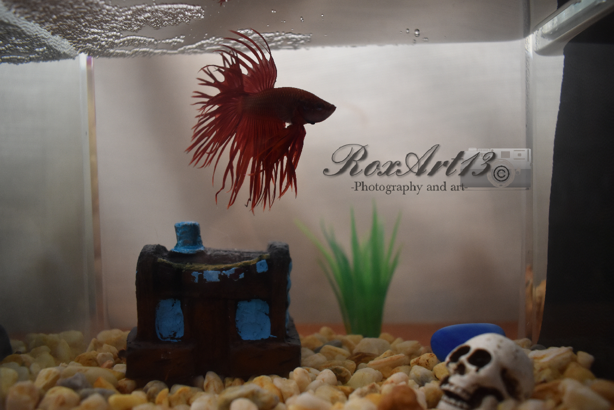 king crowntail betta