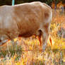 Curious Calf